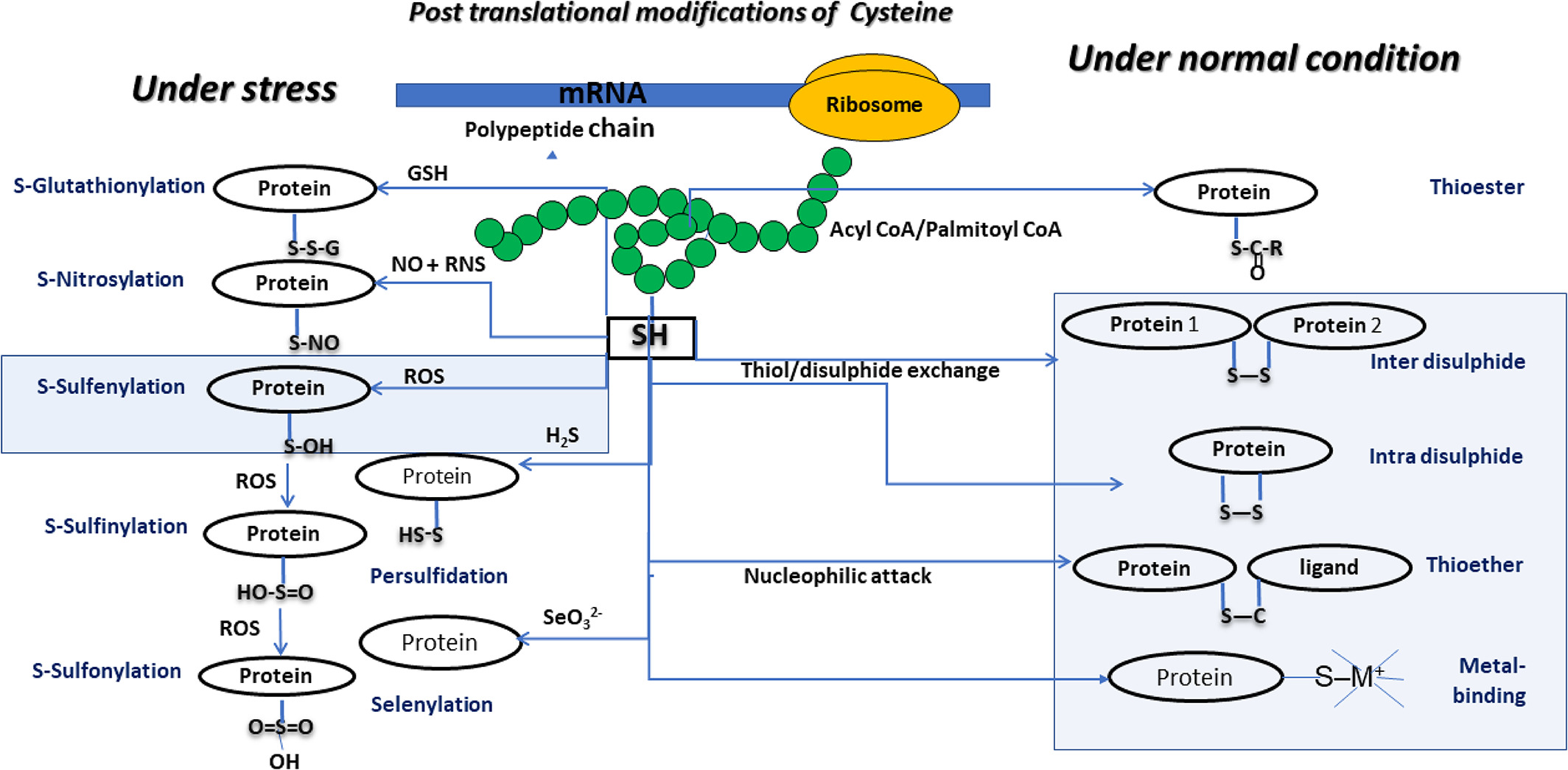 Multiple Modifications